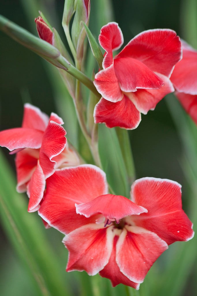 sword lily 'Atom'