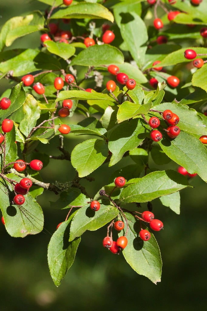 Photinia villosa | oriental photinia/RHS Gardening