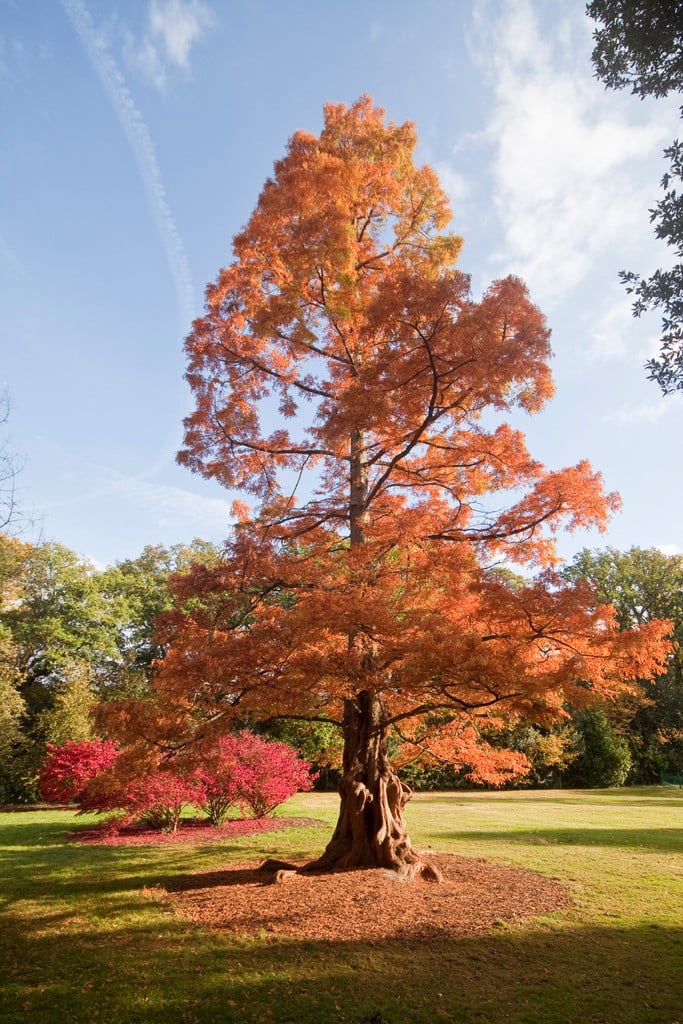 dawn redwood