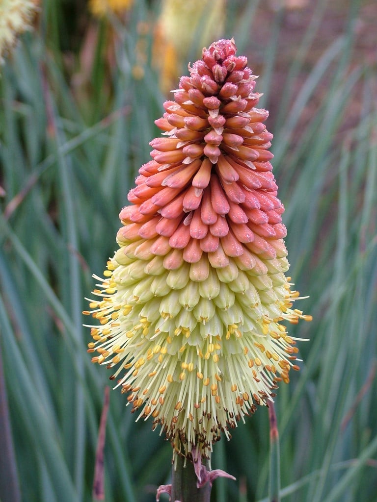 caulescent red-hot poker 'Coral Breakers'