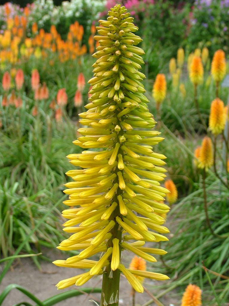 red-hot poker 'Dingaan'