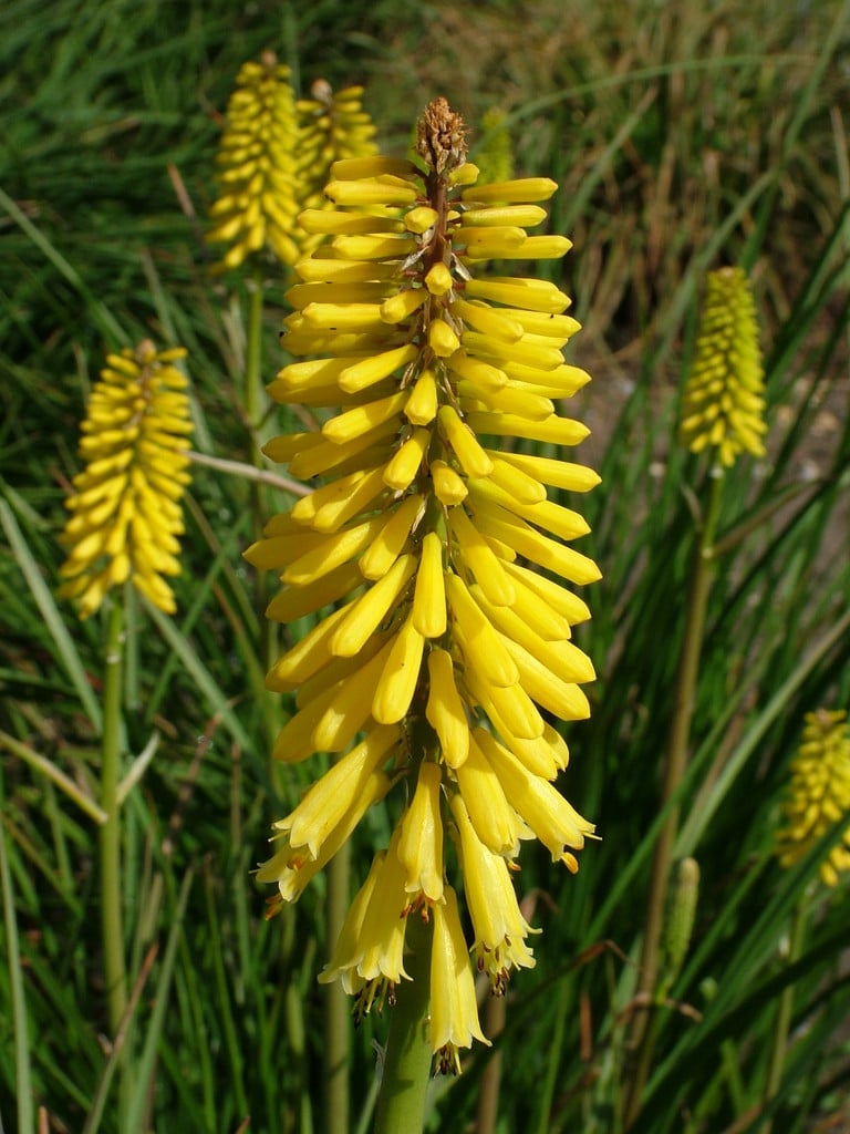 Rhs Red Hot Poker