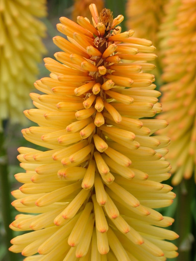 red-hot poker 'Moonstone'