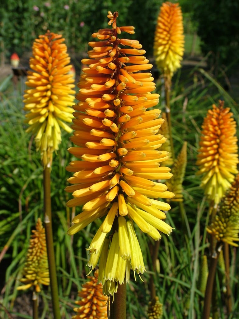 Kniphofia &Rich Echoes& | red-hot poker &Rich Echoes& Herbaceous ...