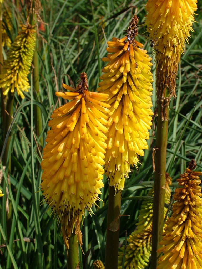 red-hot poker 'Tetbury Torch'