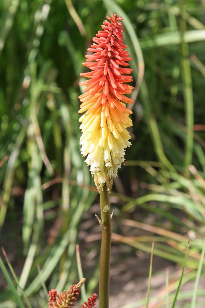 red-hot poker 'Bicolor'