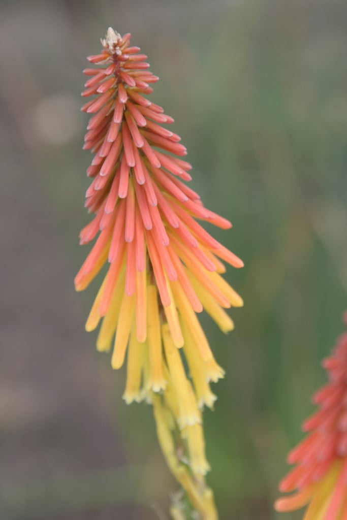 red-hot poker 'Bressingham Comet'