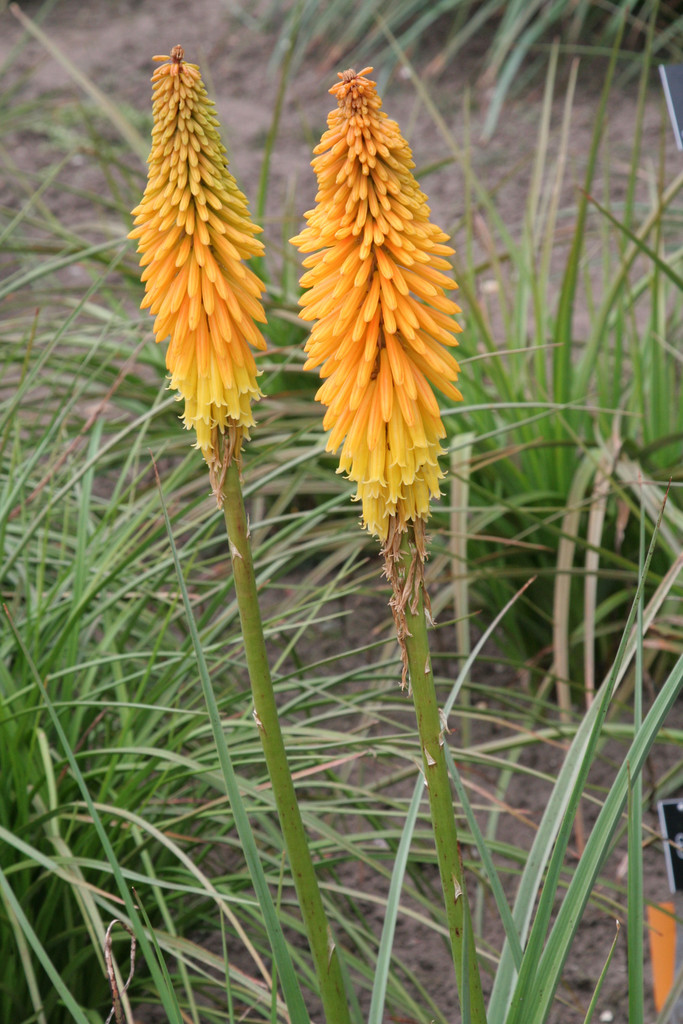 red-hot poker 'Drummore Apricot'