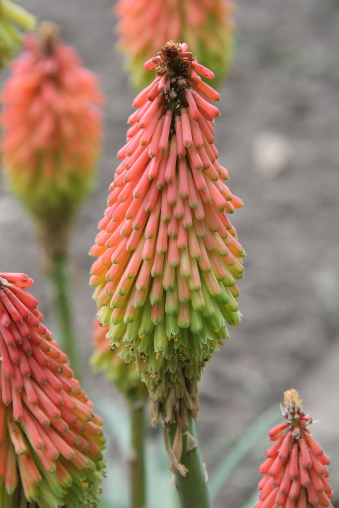 hairy red-hot poker