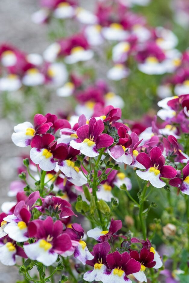 nemesia [Sunpeddle Painted Rose]
