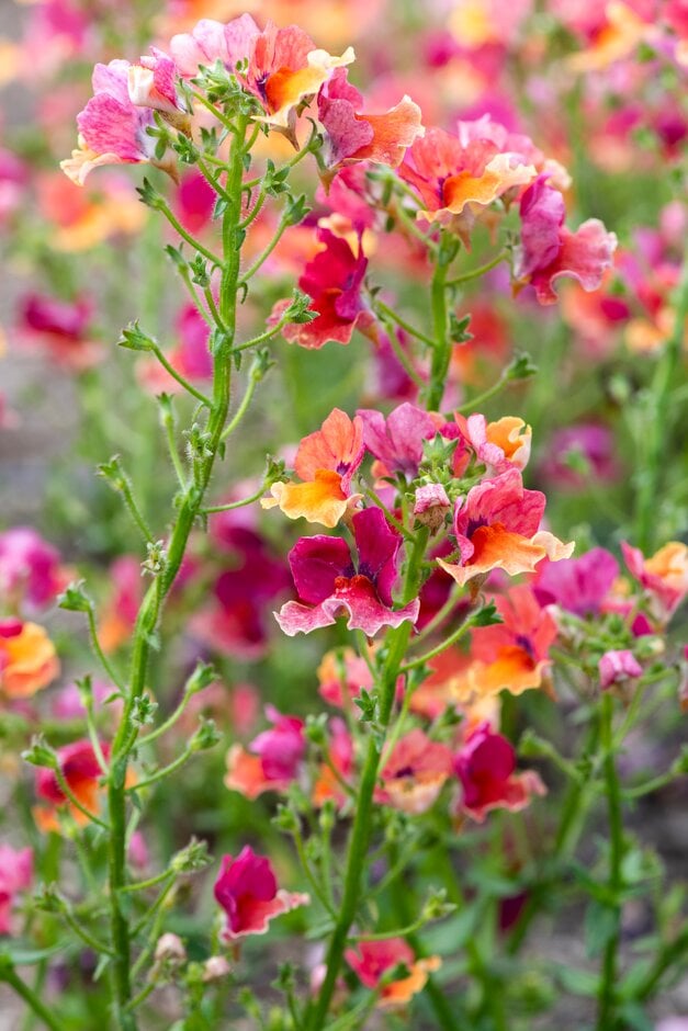 nemesia [Nesia Tropical]