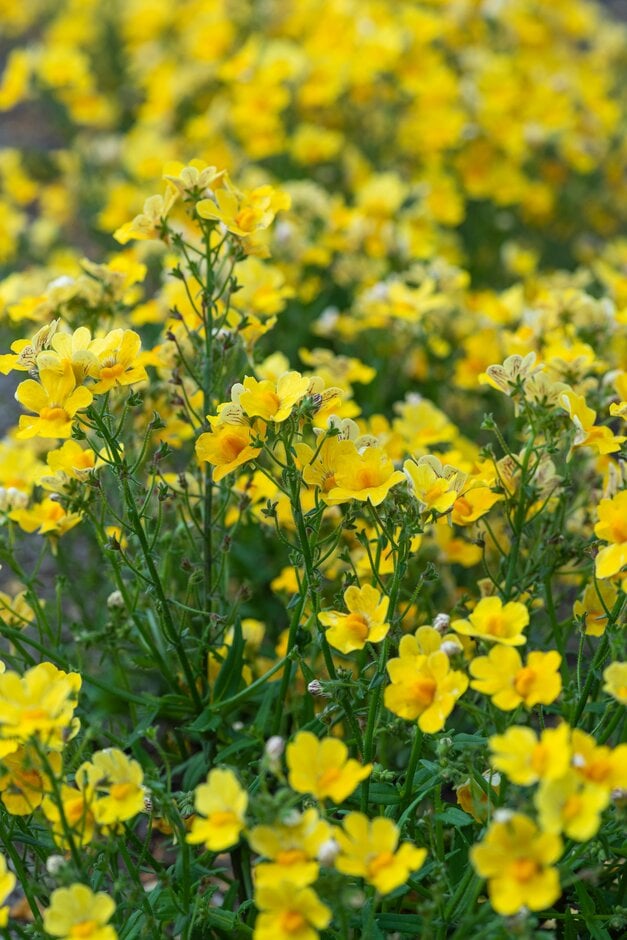 nemesia [Sunsatia Plus Pomelo]