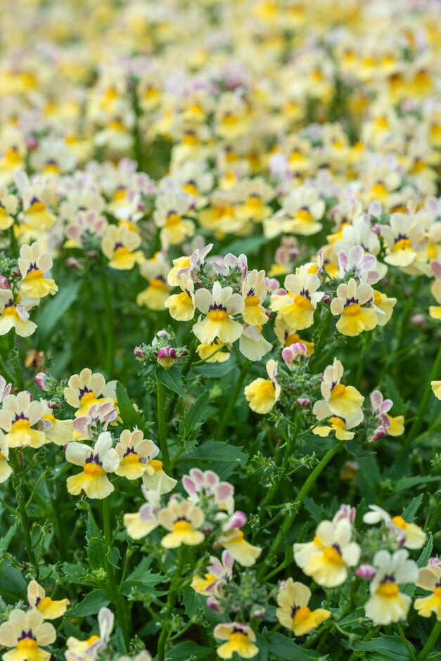 nemesia [Nesia Sunshine]