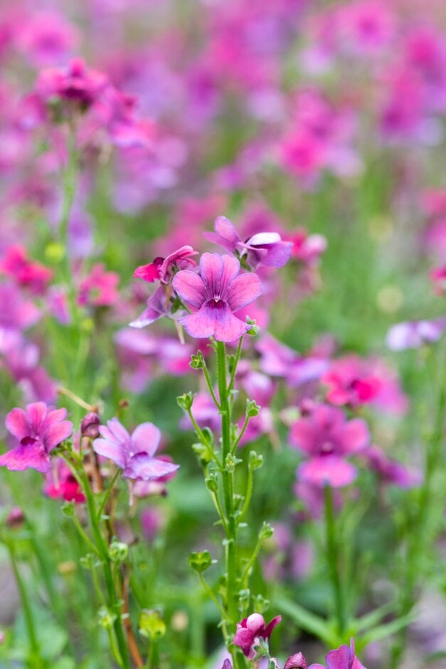 nemesia [Framboise]