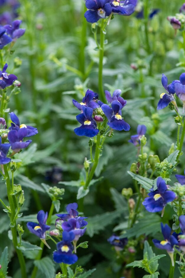 nemesia [Nesia Dark Blue]