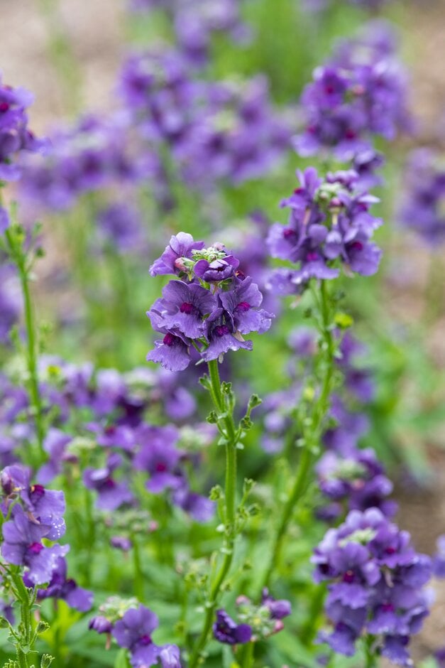 nemesia [Myrtille]
