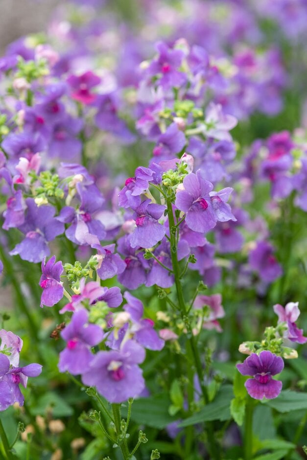 nemesia 'Mirabelle'