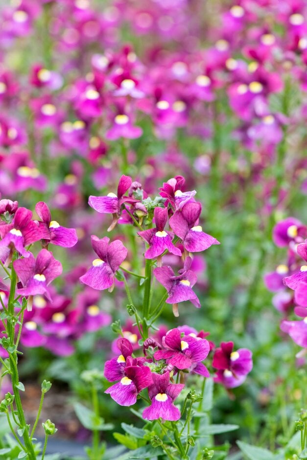 nemesia 'Bordeaux'