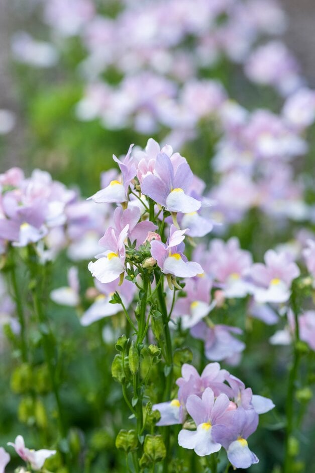nemesia [Amelie]