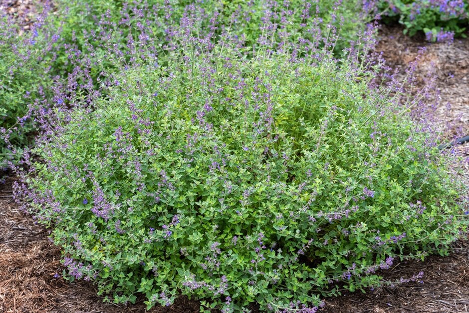garden catmint 'Kit Cat'