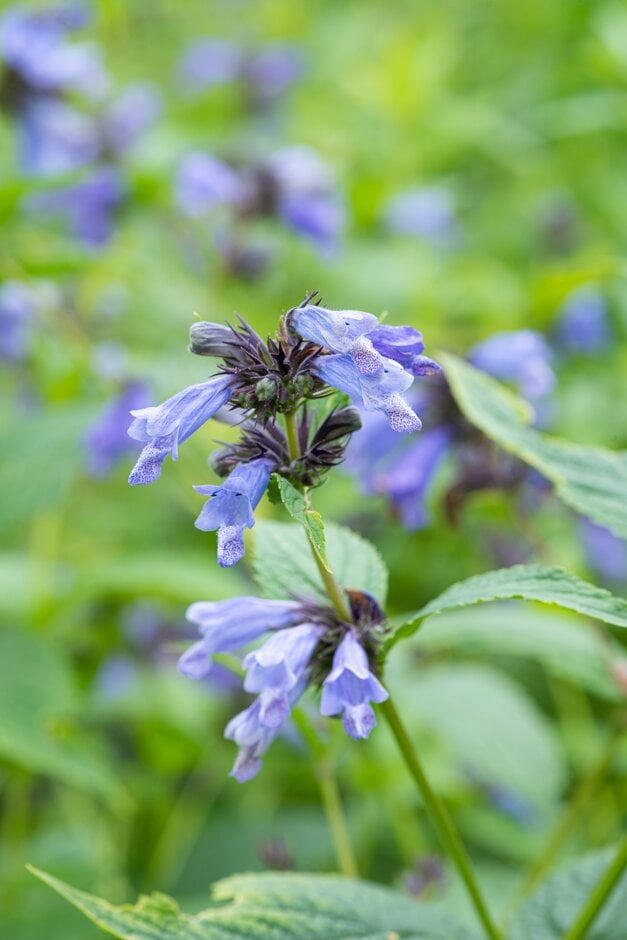 short-stalked catmint