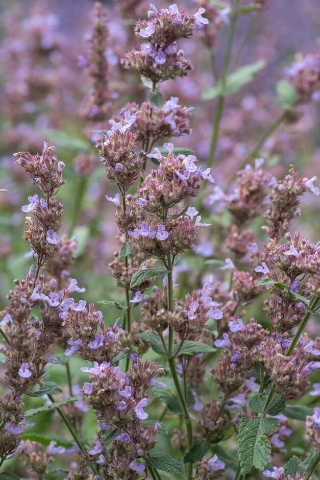 catmint 'Leeds Castle'