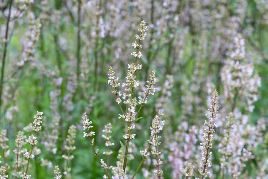 catmint 'Pink Panther'