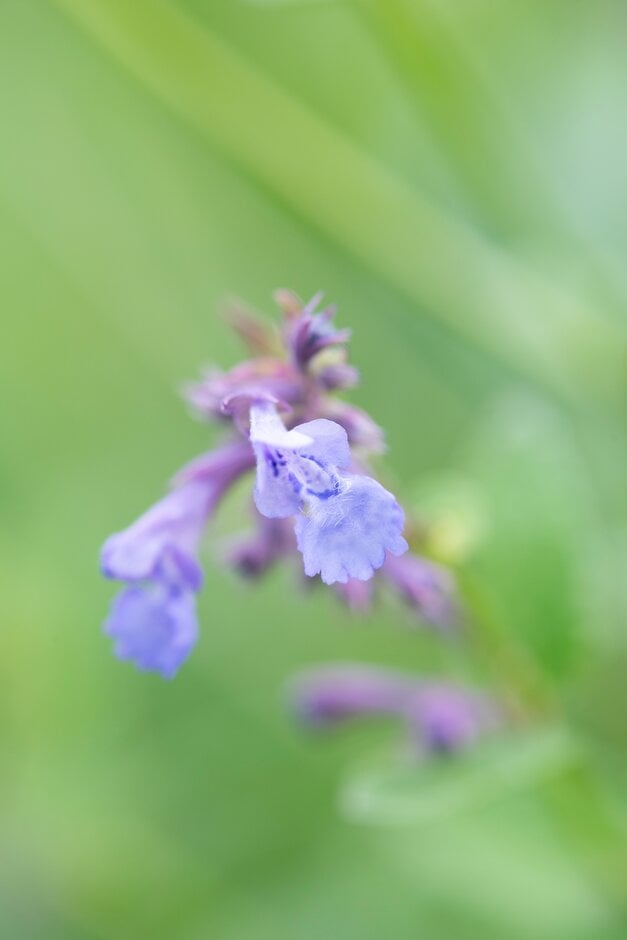 Greek catmint