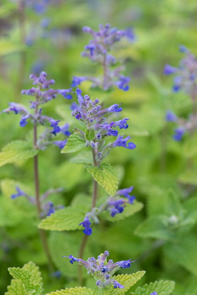 catmint 'Limelight'