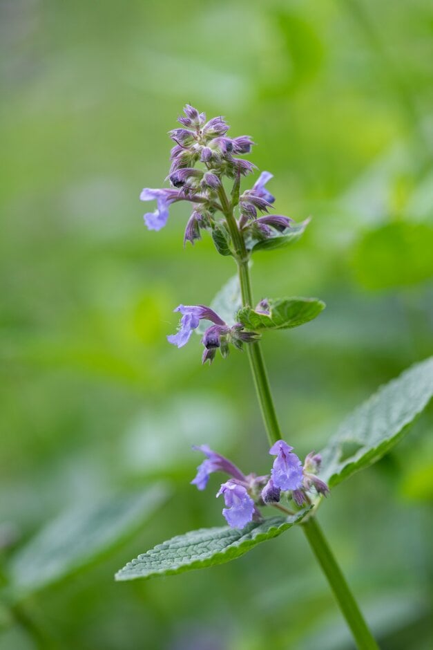 catmint 'Lamendi'
