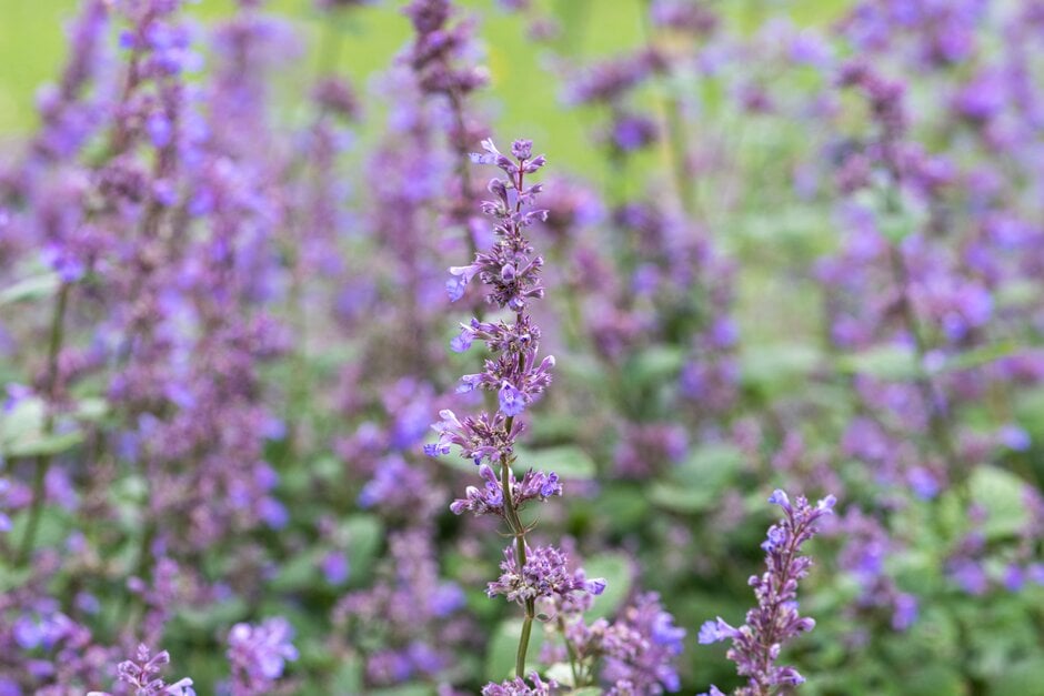 catmint 'Joanna Reed'