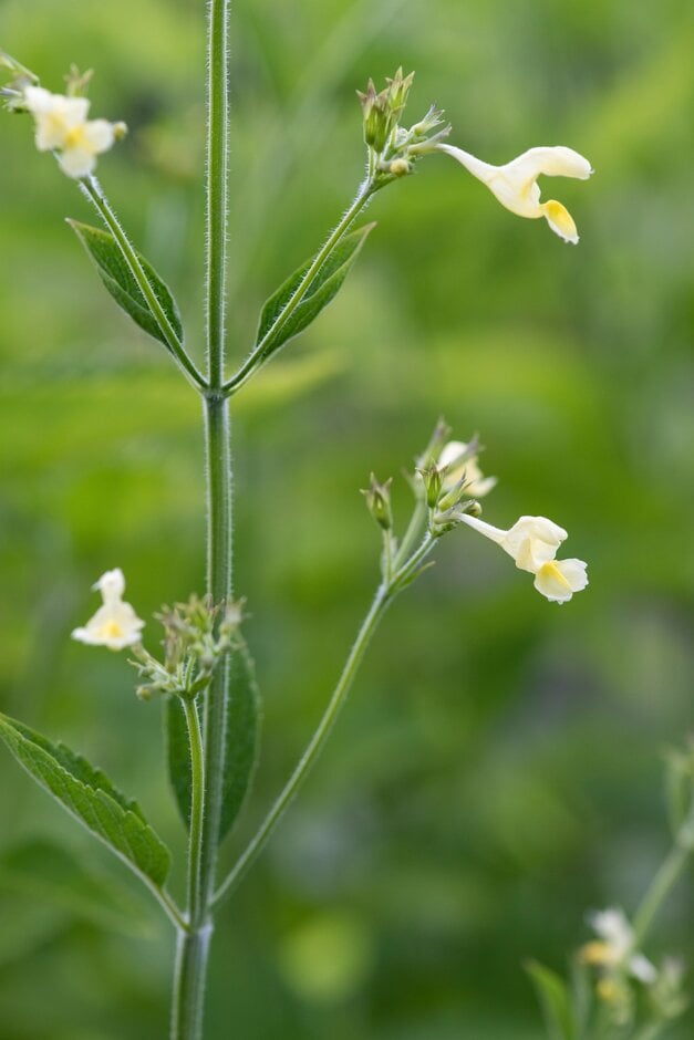 catmint