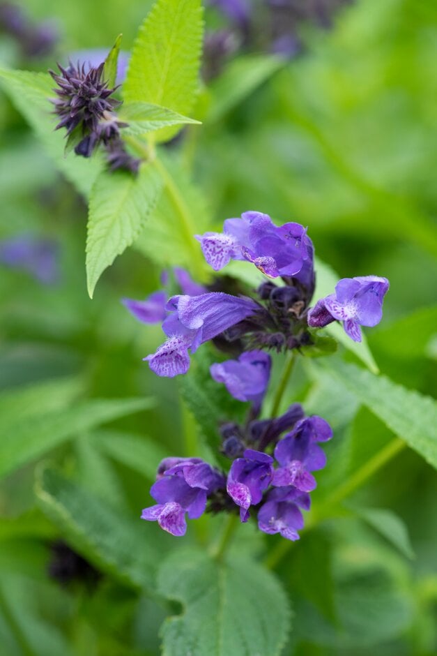 catmint 'Laufen'