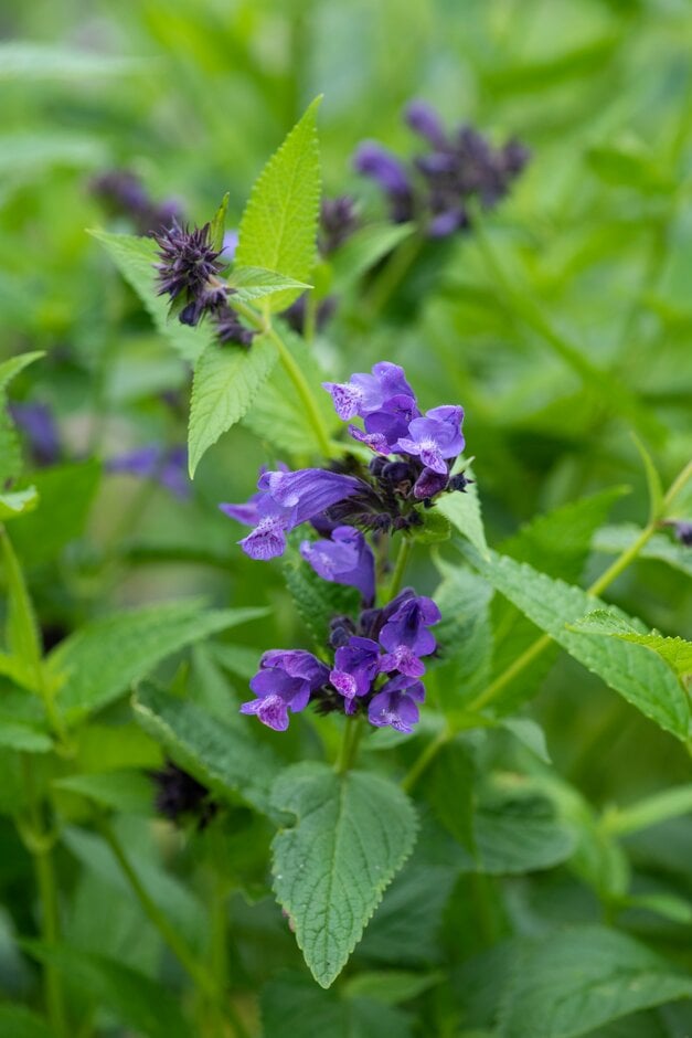 catmint 'Laufen'