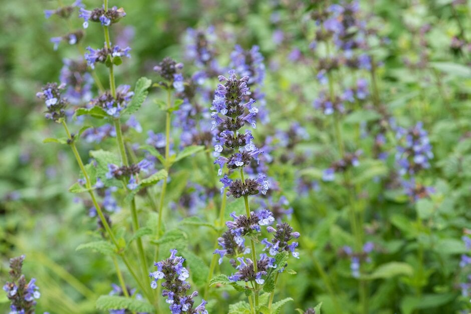 Clark's catmint