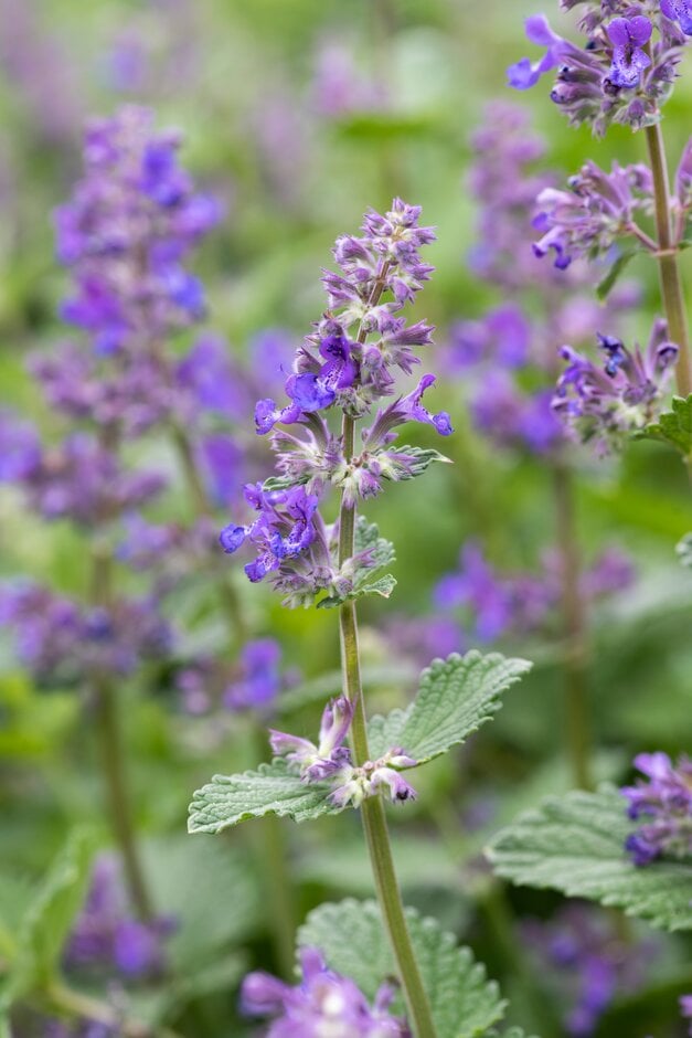 catmint 'Poseidon'
