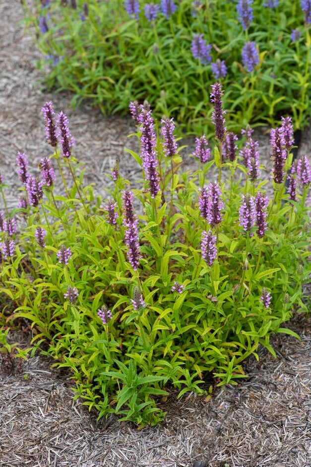 catmint 'Pink Cat'
