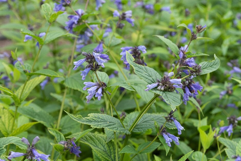 short-stalked catmint
