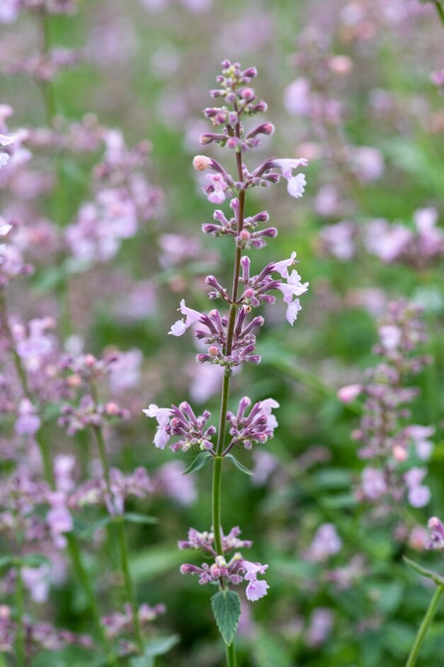 catmint 'Amelia'