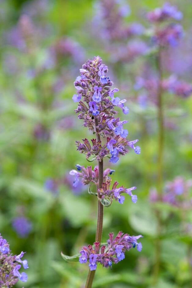 catmint 'Chettle Blue'