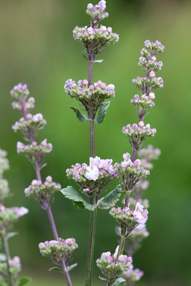 catmint 'Two Tone'