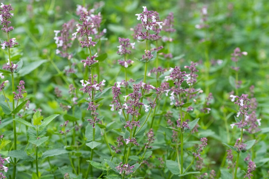 catmint 'Florina'