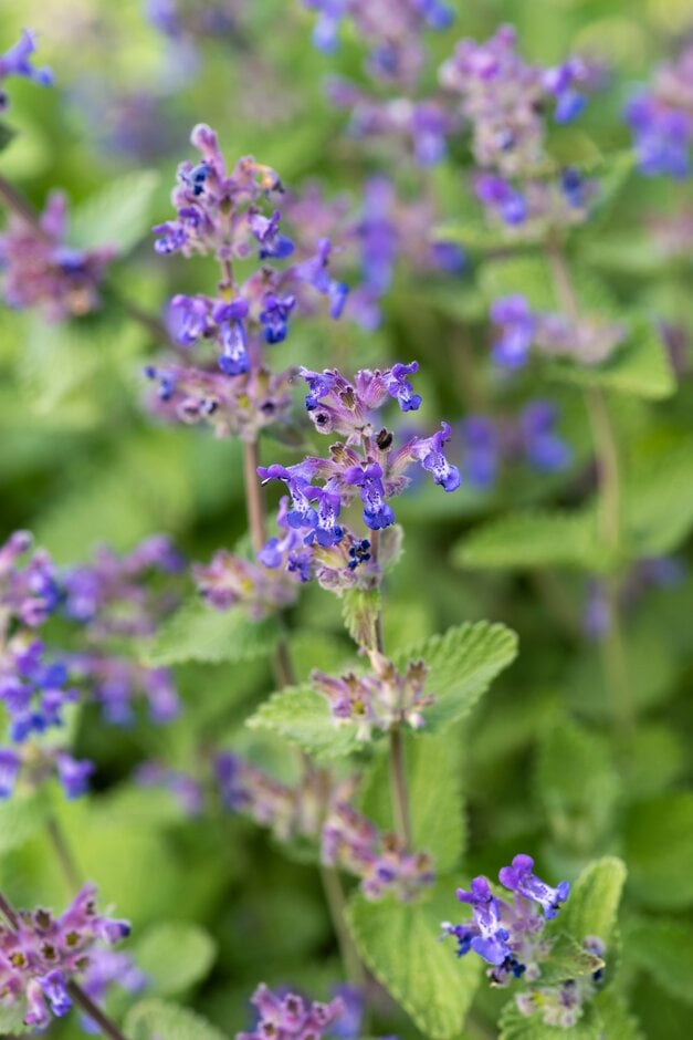 catmint 'Toria'