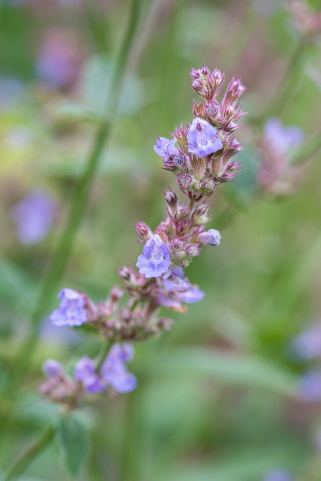 catmint 'Veluws Blauwtje'