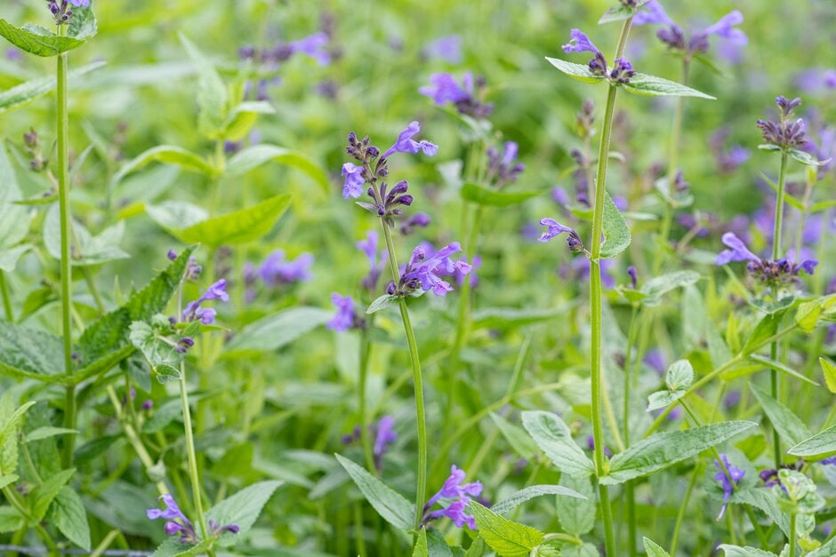 Pratt's catmint