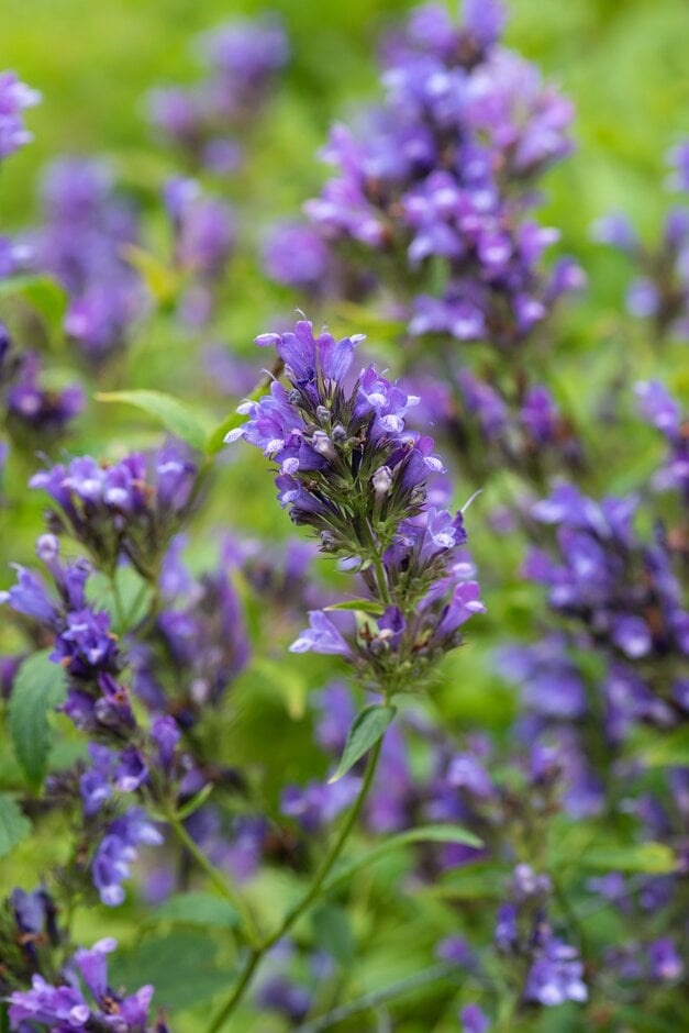 catmint 'Helderblauw 2'