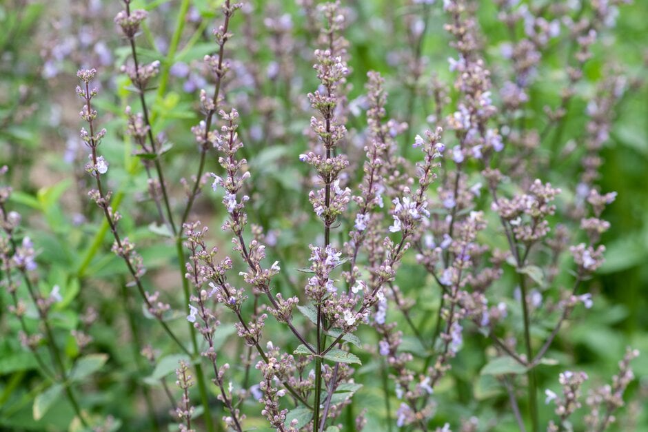naked catmint 'Lake Sevan'