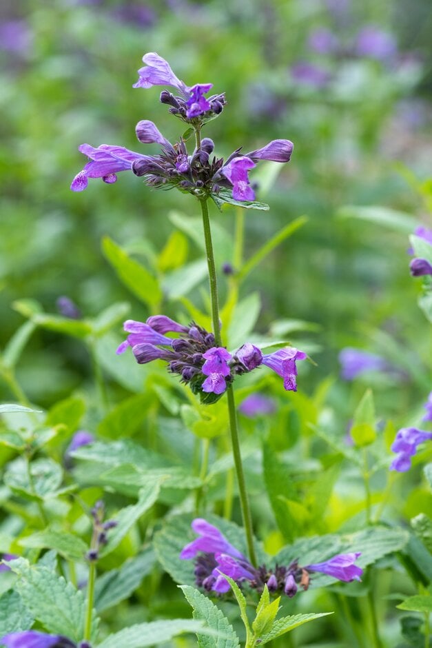 catmint 'Weinheim Big Blue'