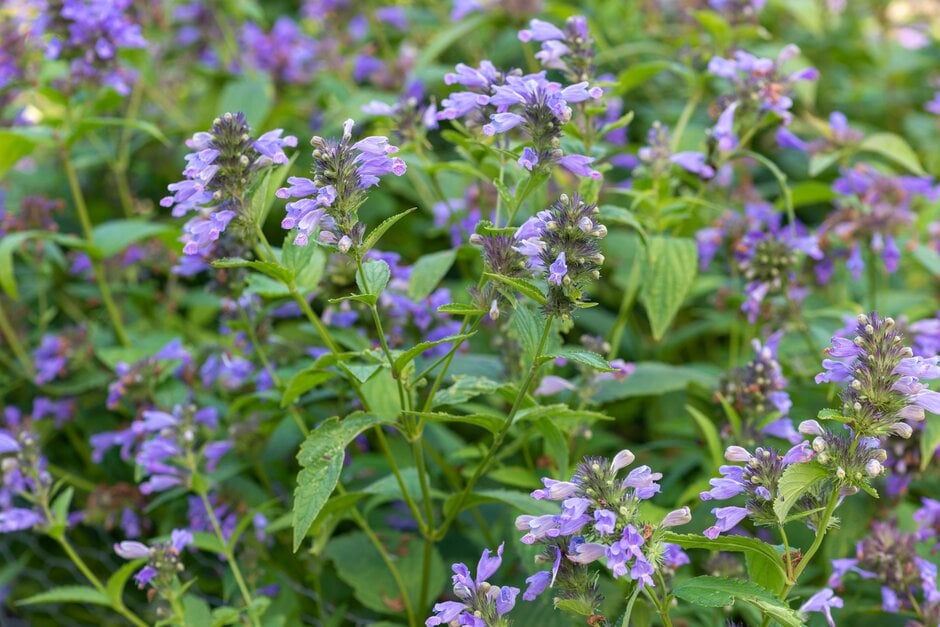 catmint 'Washfield'