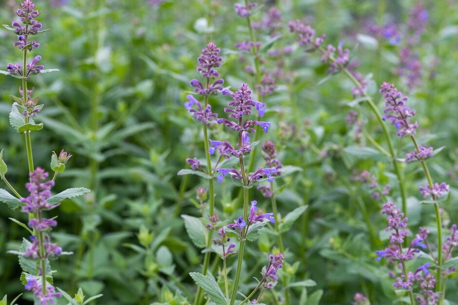Caucasus catmint